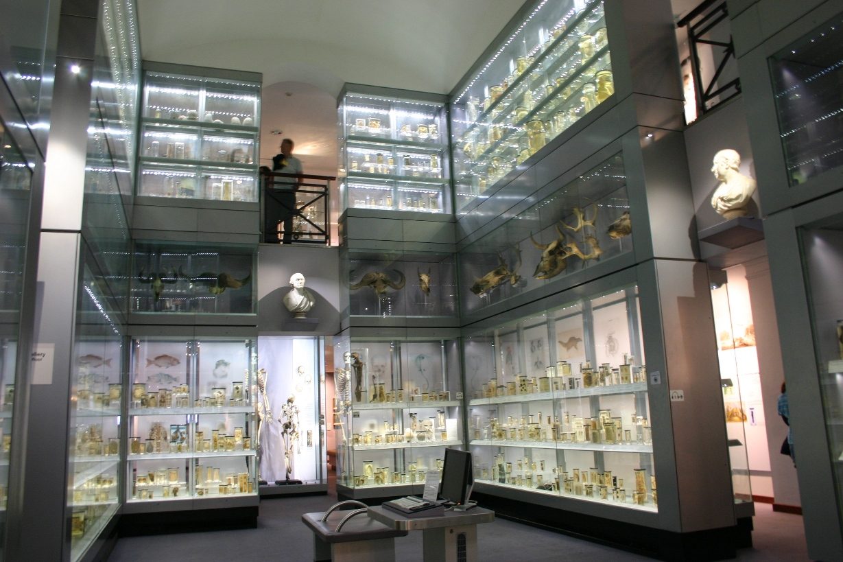 Hunterian%20Museum%2C%20Royal%20College%20of%20Surgeons%2C%20London%20-%2002.JPG